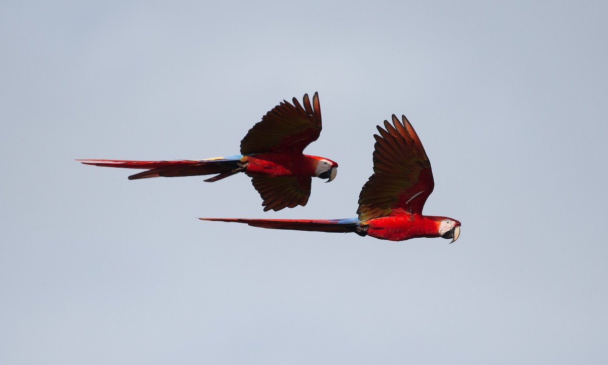 Scarlet Macaw - ML42778141