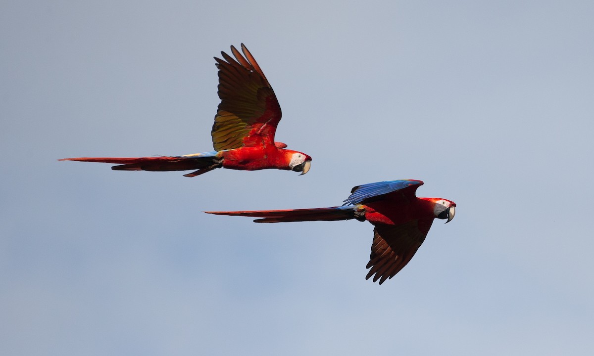 Scarlet Macaw - ML42778171