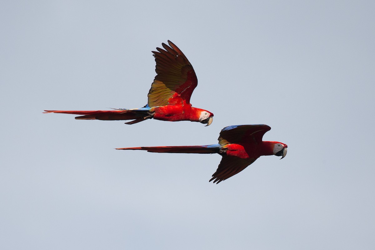 Scarlet Macaw - ML42778191