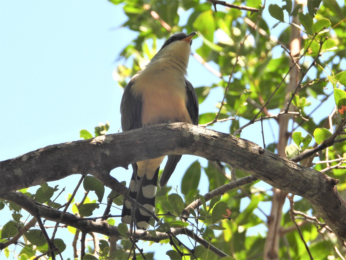 Mangrove Cuckoo - ML427782151
