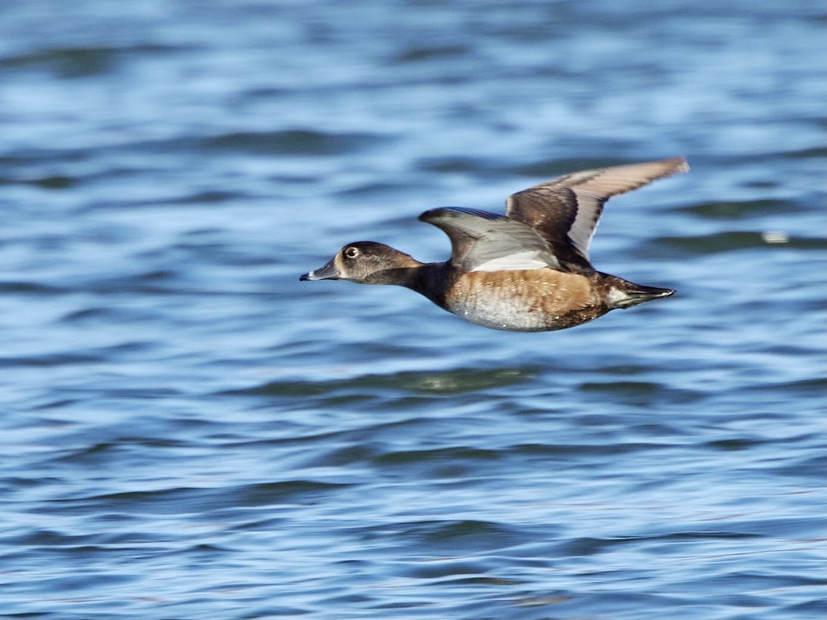Ring-necked Duck - terry VP