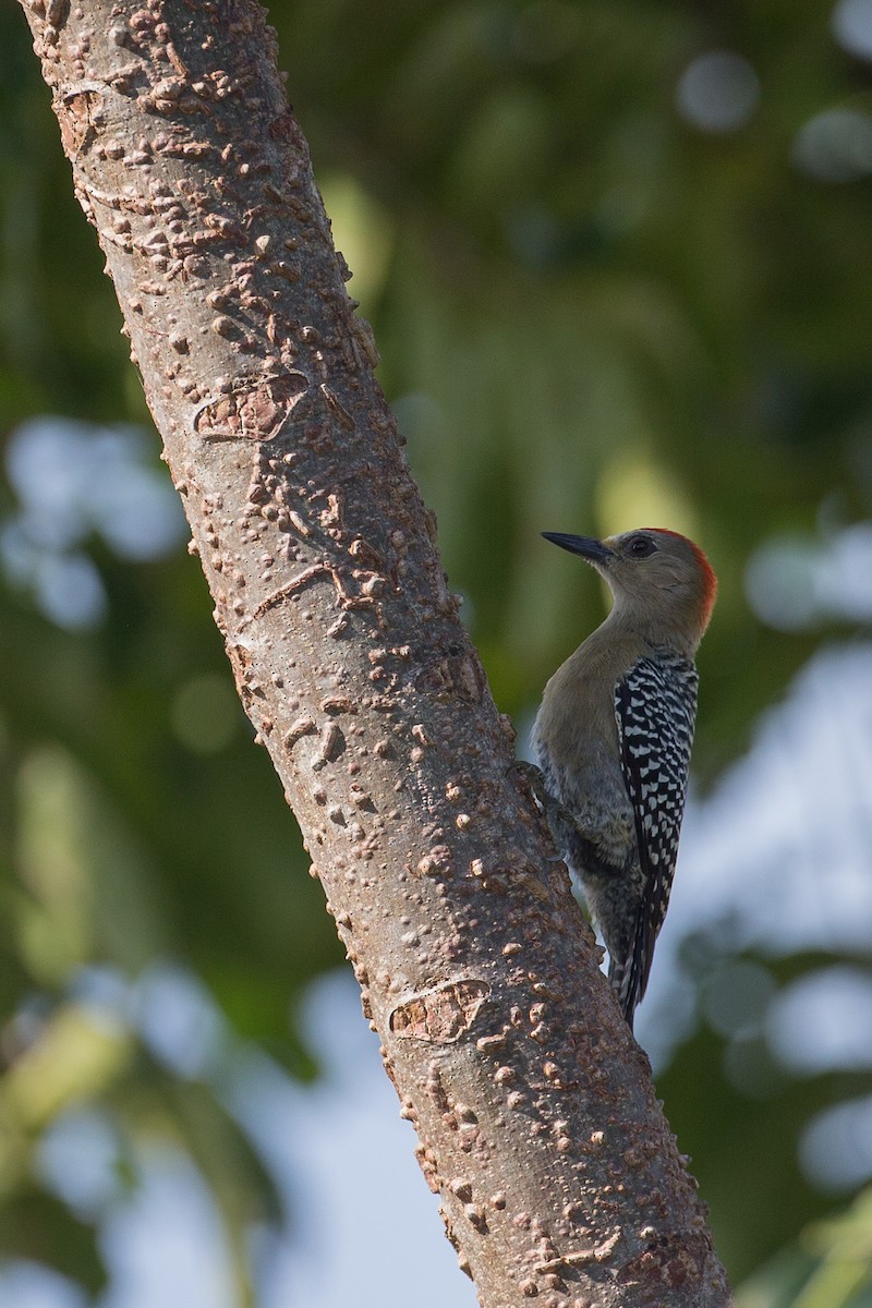 Red-crowned Woodpecker - ML42778631