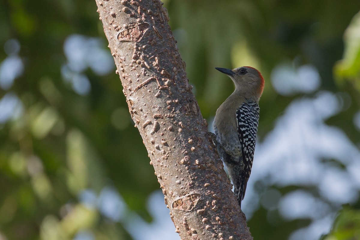 Red-crowned Woodpecker - ML42778701