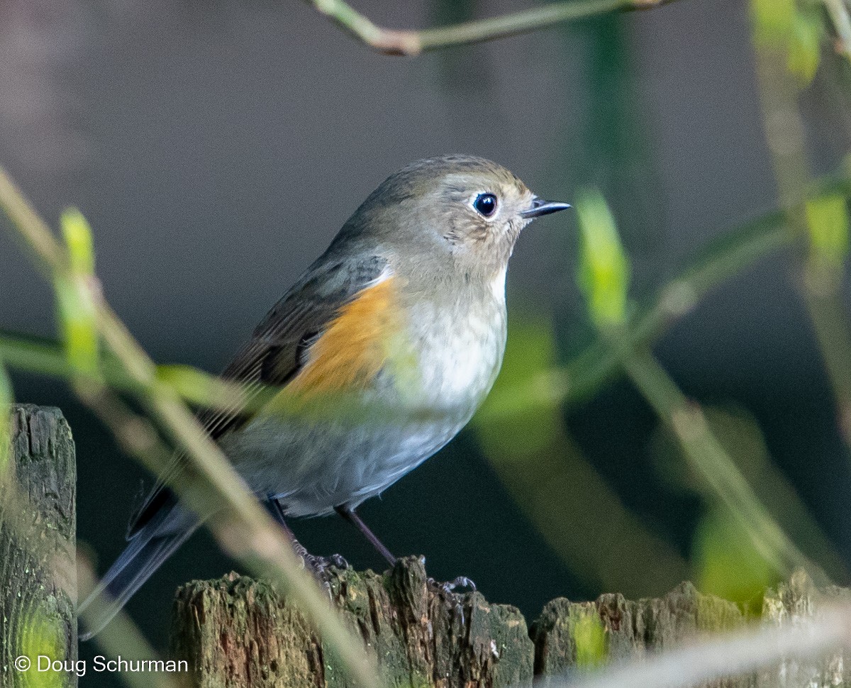 Red-flanked Bluetail - ML427792851