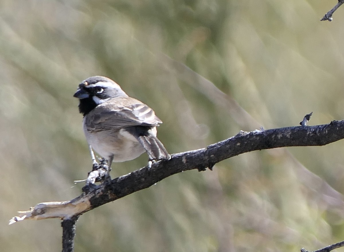 Black-throated Sparrow - ML427797961