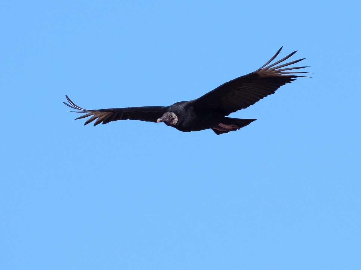 Black Vulture - ML427798671