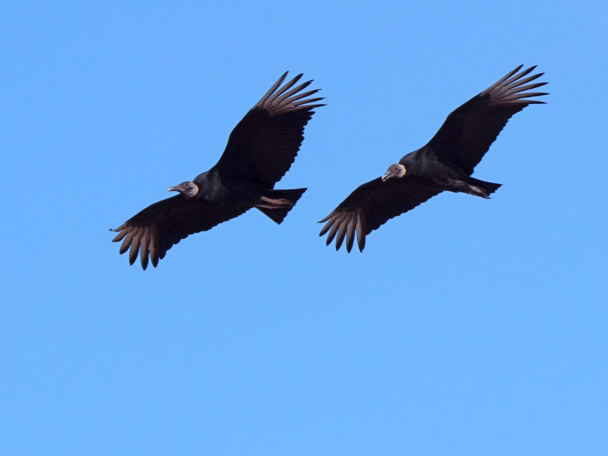 Black Vulture - Susan Elliott