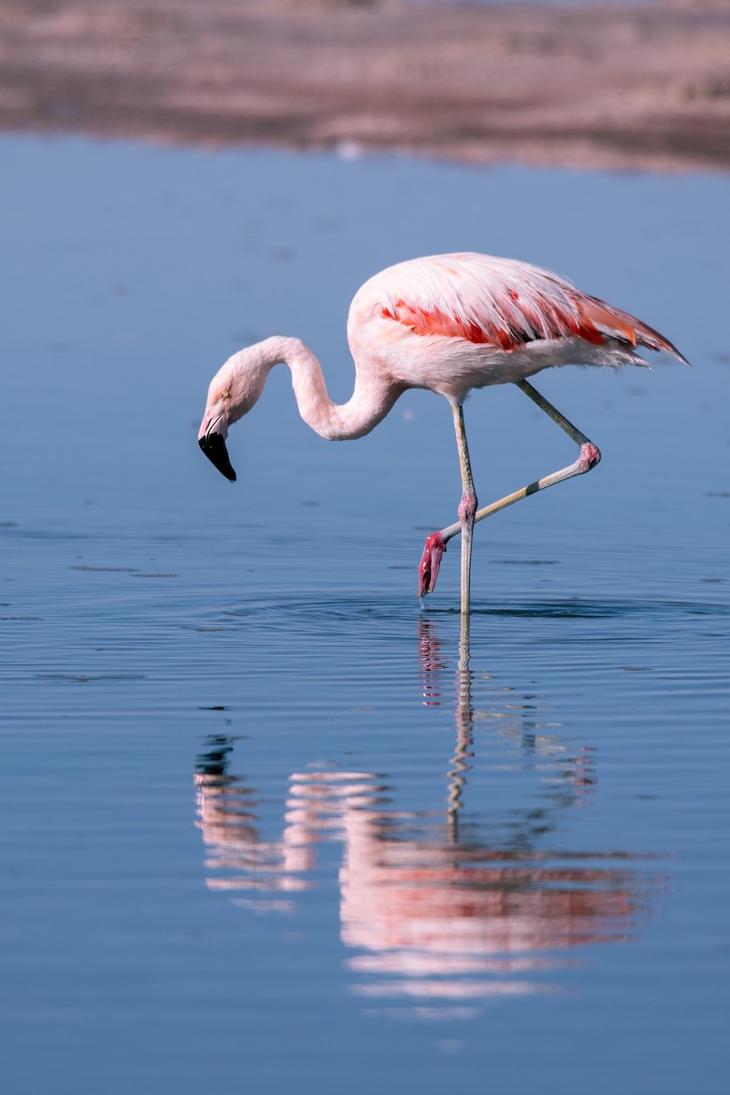 Şili Flamingosu - ML427801381