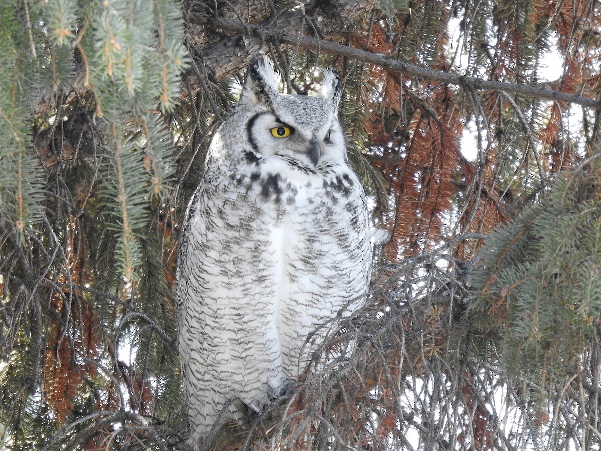 Great Horned Owl - ML427807241
