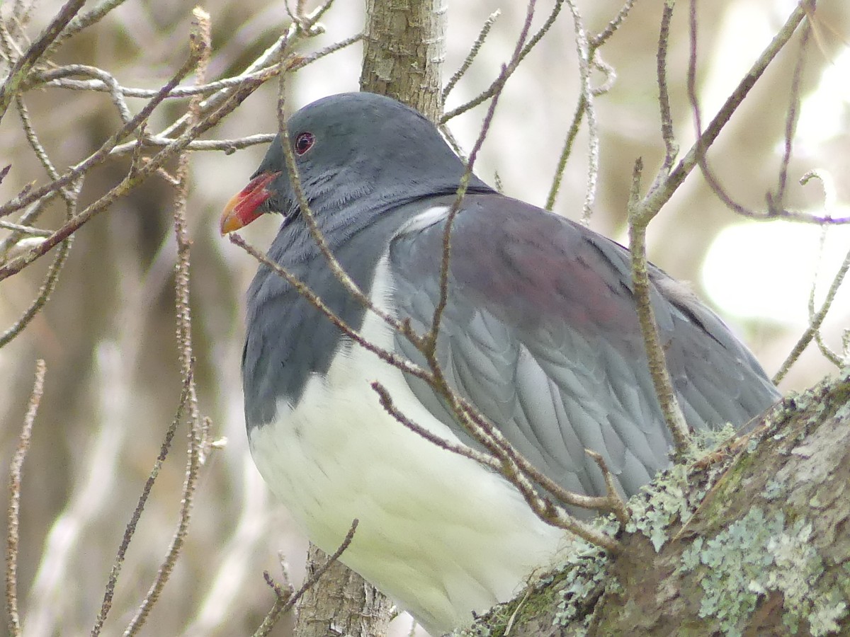 Chatham Island Pigeon - Peter Kaestner