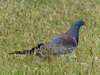 Chatham Island Pigeon, ML42781341