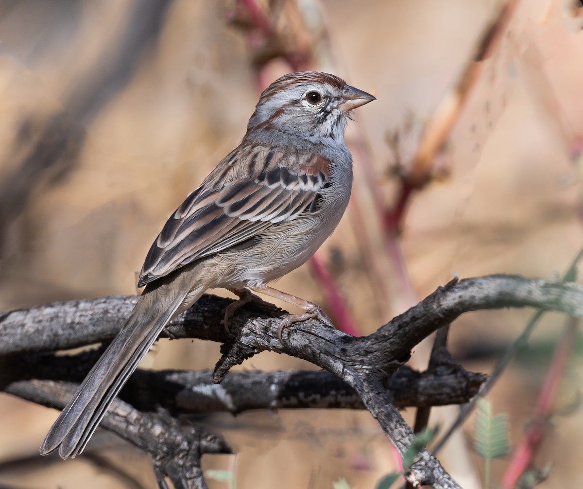 Rufous-winged Sparrow - Jim Merritt