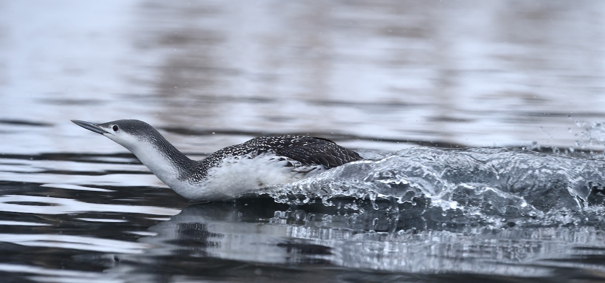 Red-throated Loon - ML42781651
