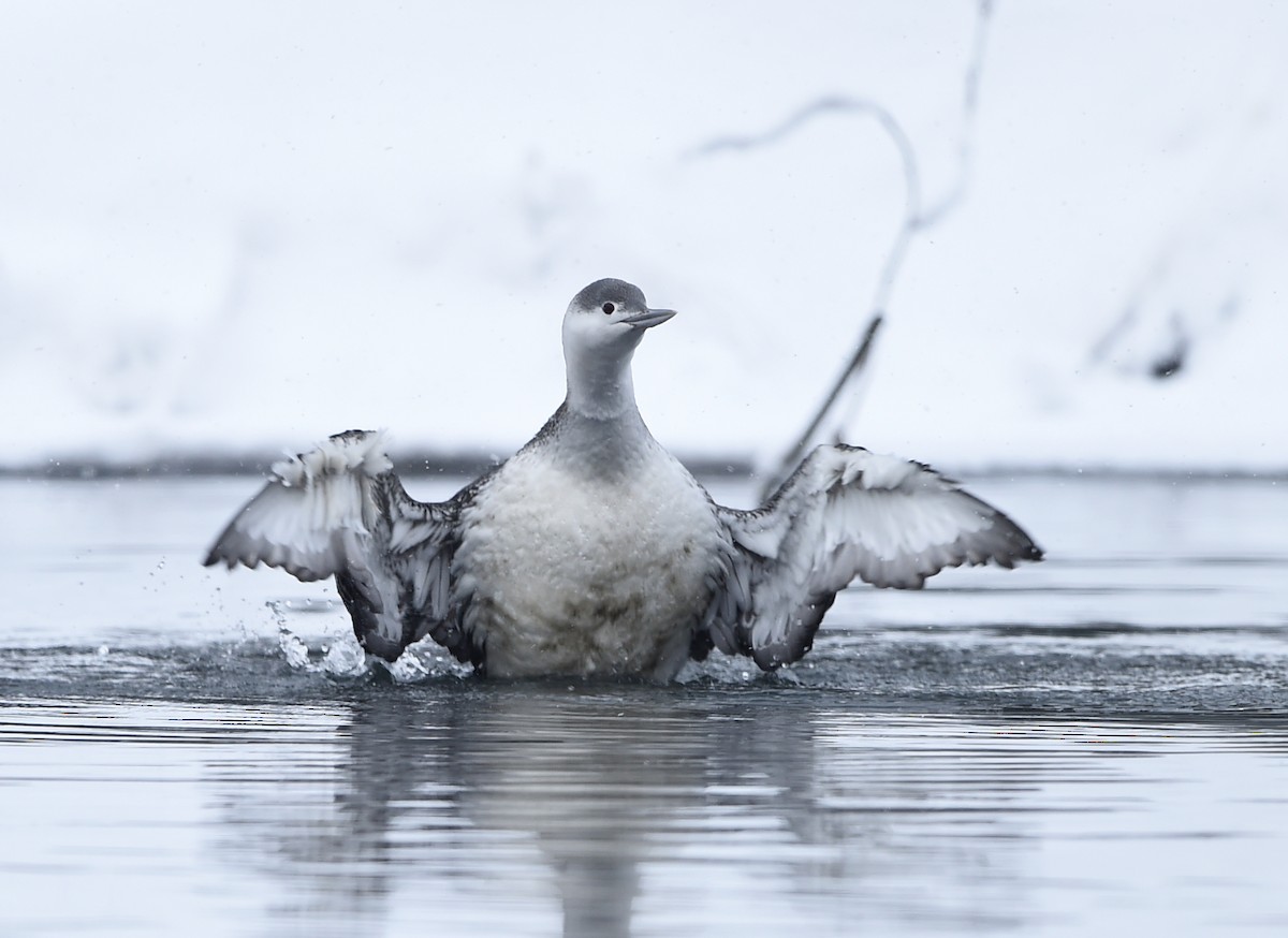 Red-throated Loon - ML42781671