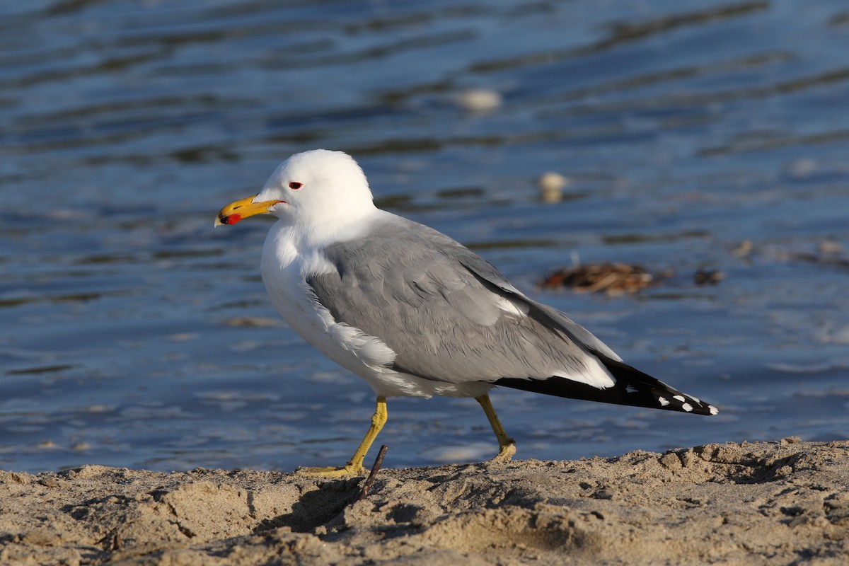 California Gull - Don Brode
