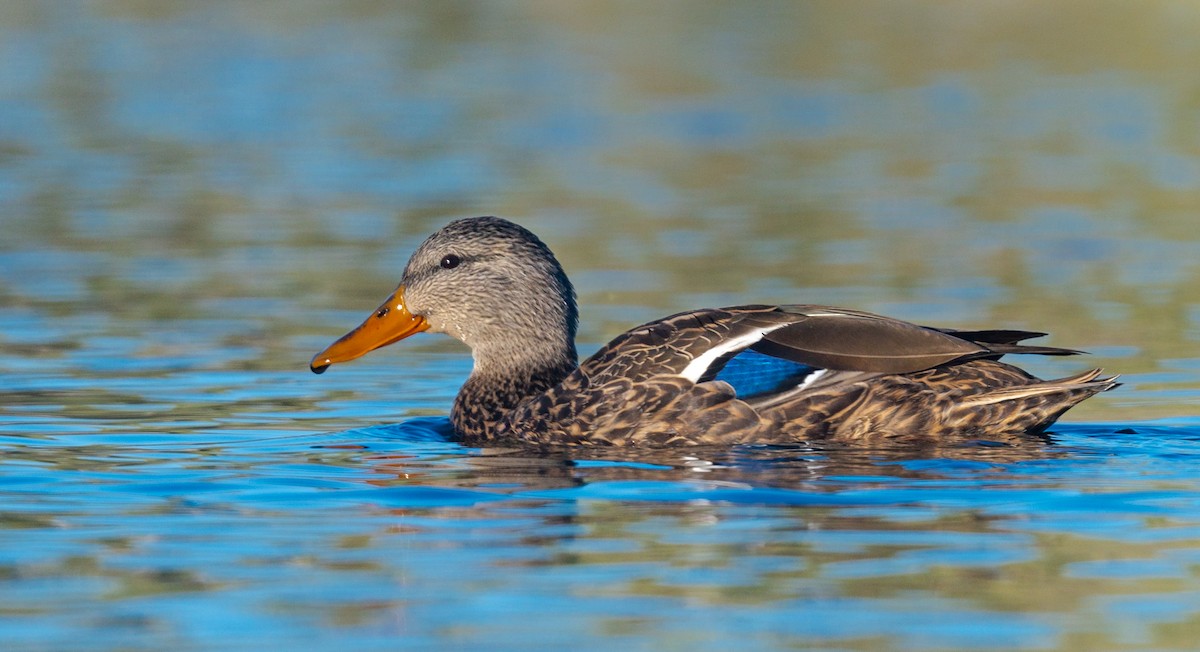 Mexican Duck - ML427817451