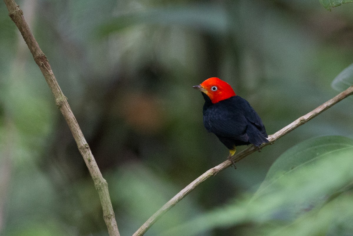 Red-capped Manakin - Chris Wood