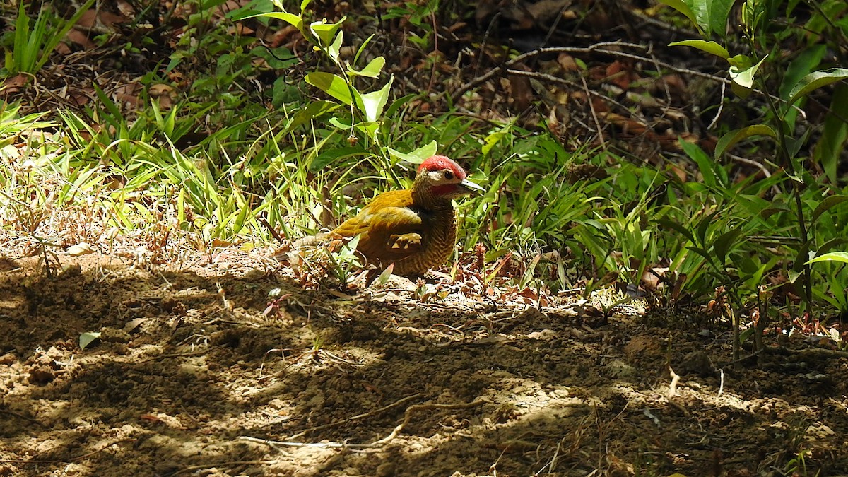 Golden-olive Woodpecker - ML427829291