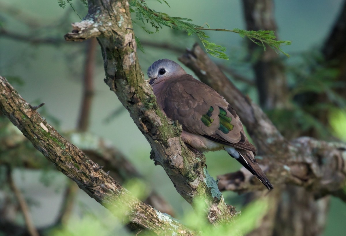 Emerald-spotted Wood-Dove - Ken Rosenberg