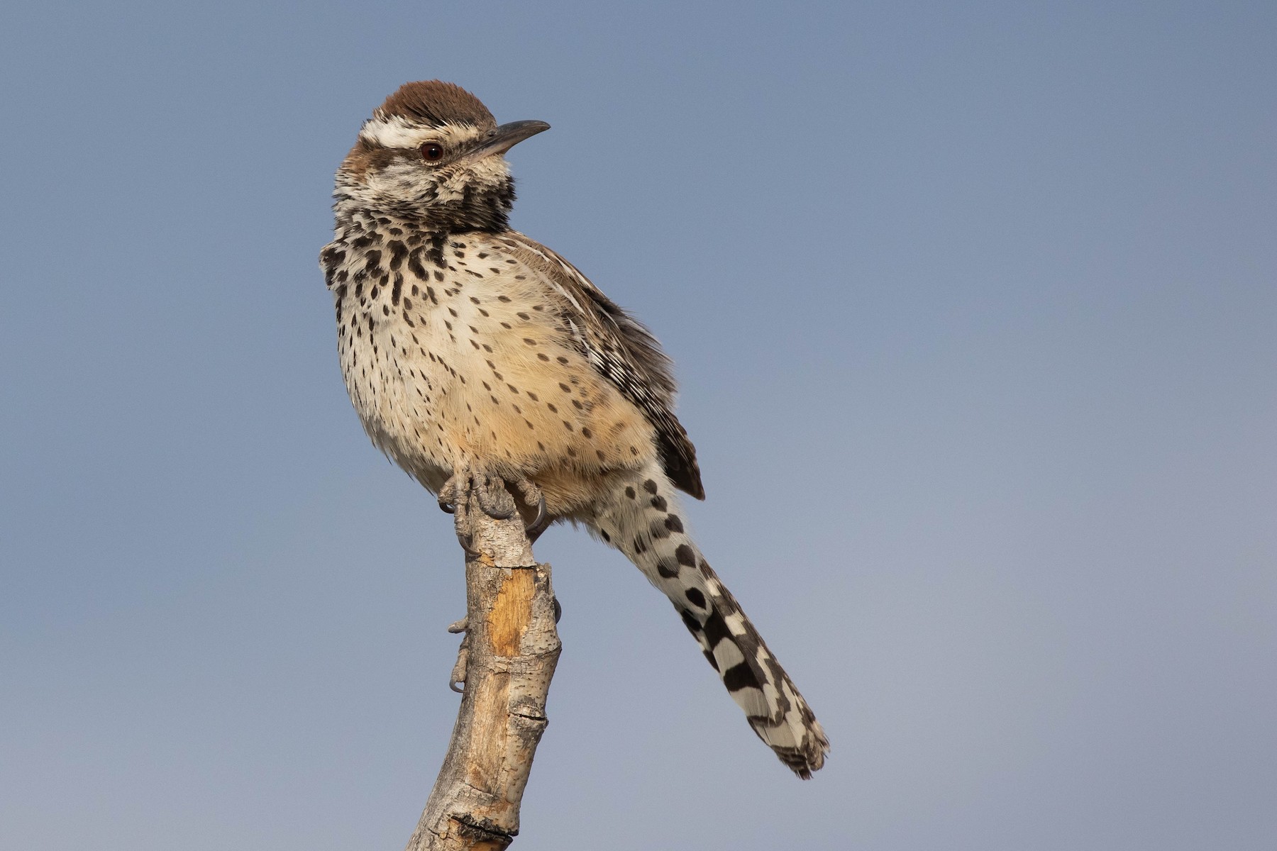 Matraca del Desierto (grupo brunneicapillus) - eBird