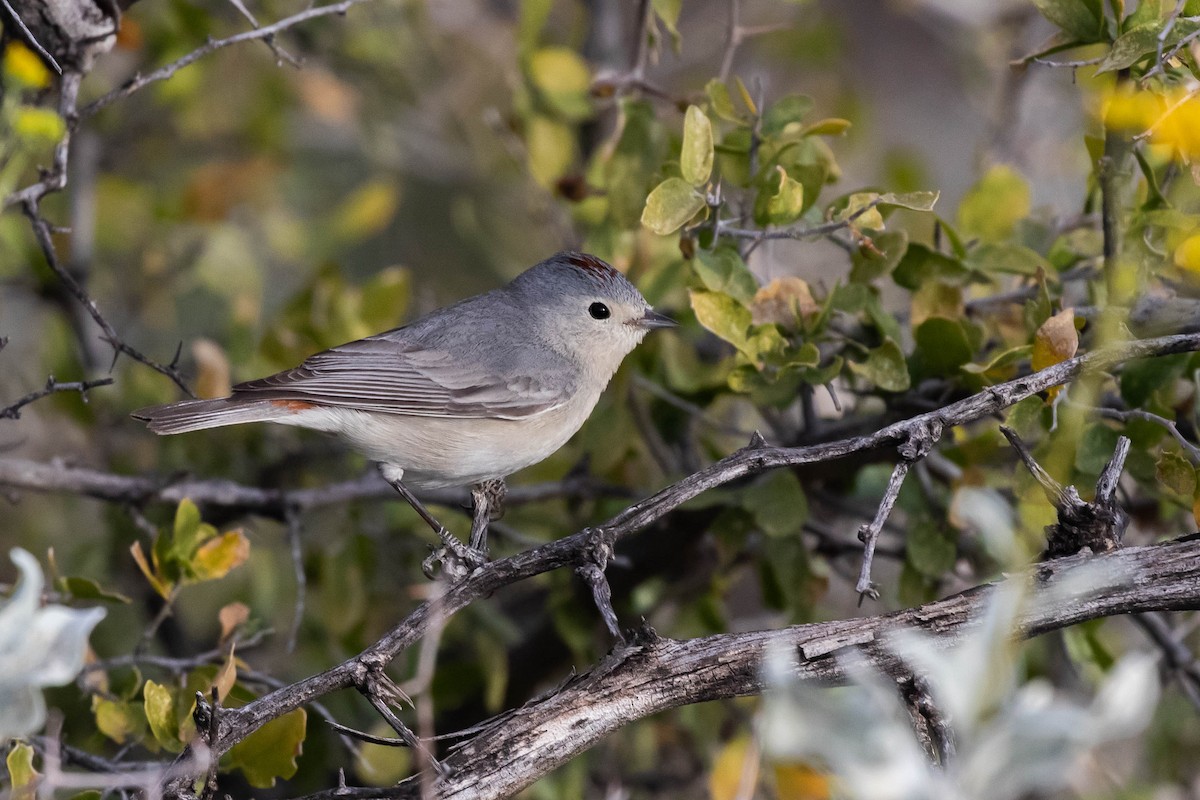 Lucy's Warbler - ML427830561