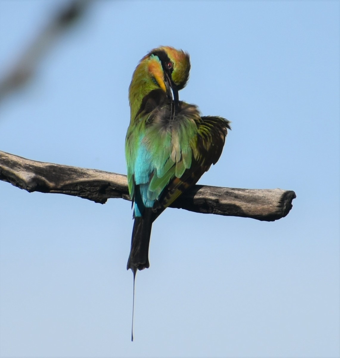 Rainbow Bee-eater - ML427830591