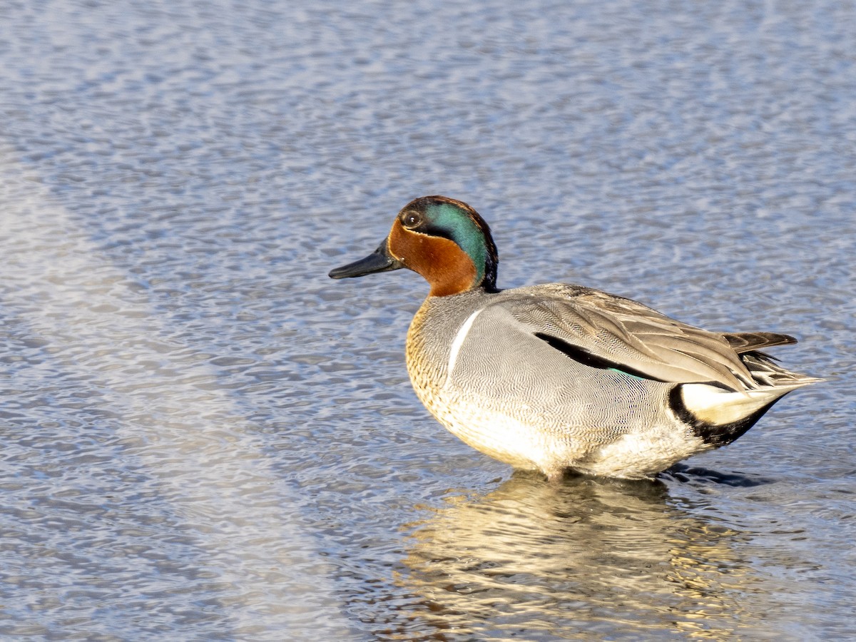 Green-winged Teal - ML427830901