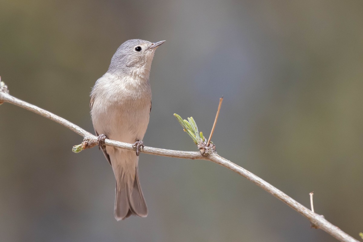 Lucy's Warbler - ML427831571