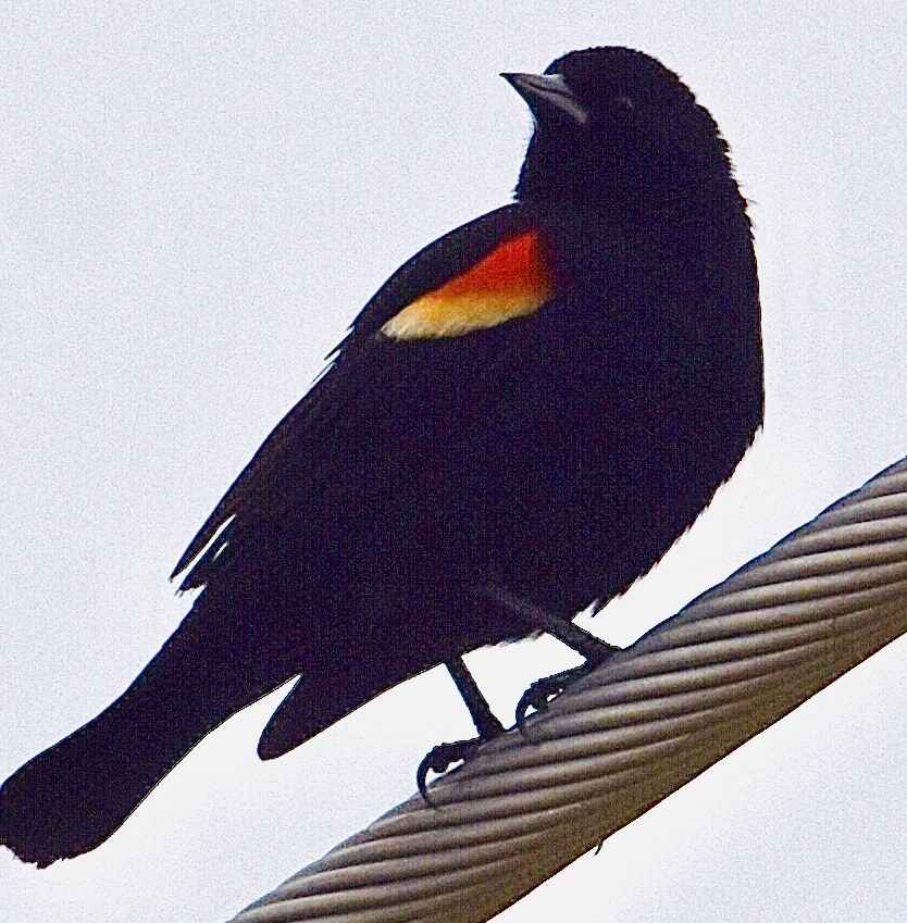 Red-winged Blackbird - ML427835041
