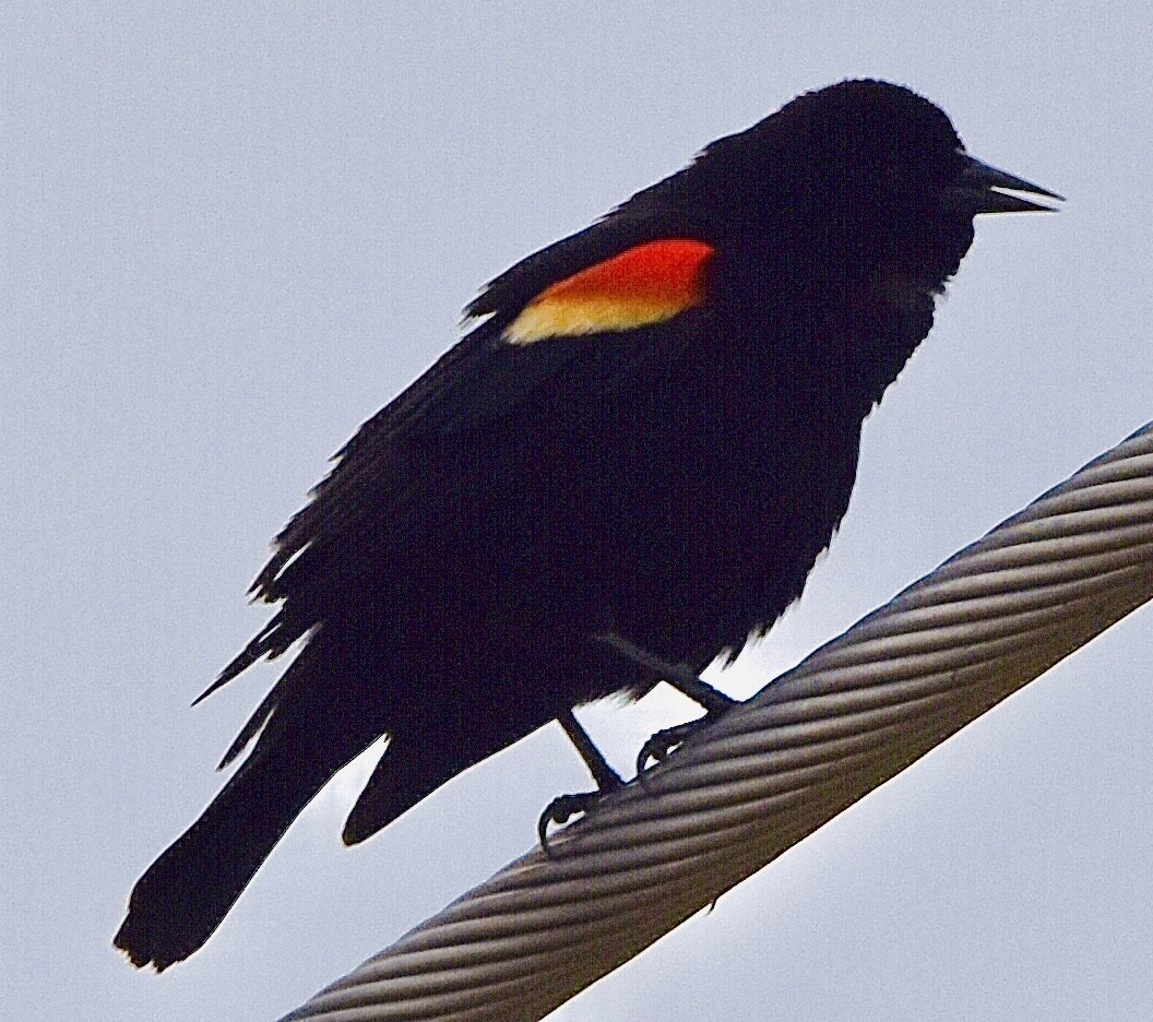 Red-winged Blackbird - ML427835131