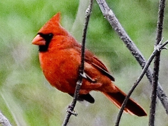 Cardinal rouge - ML427835191