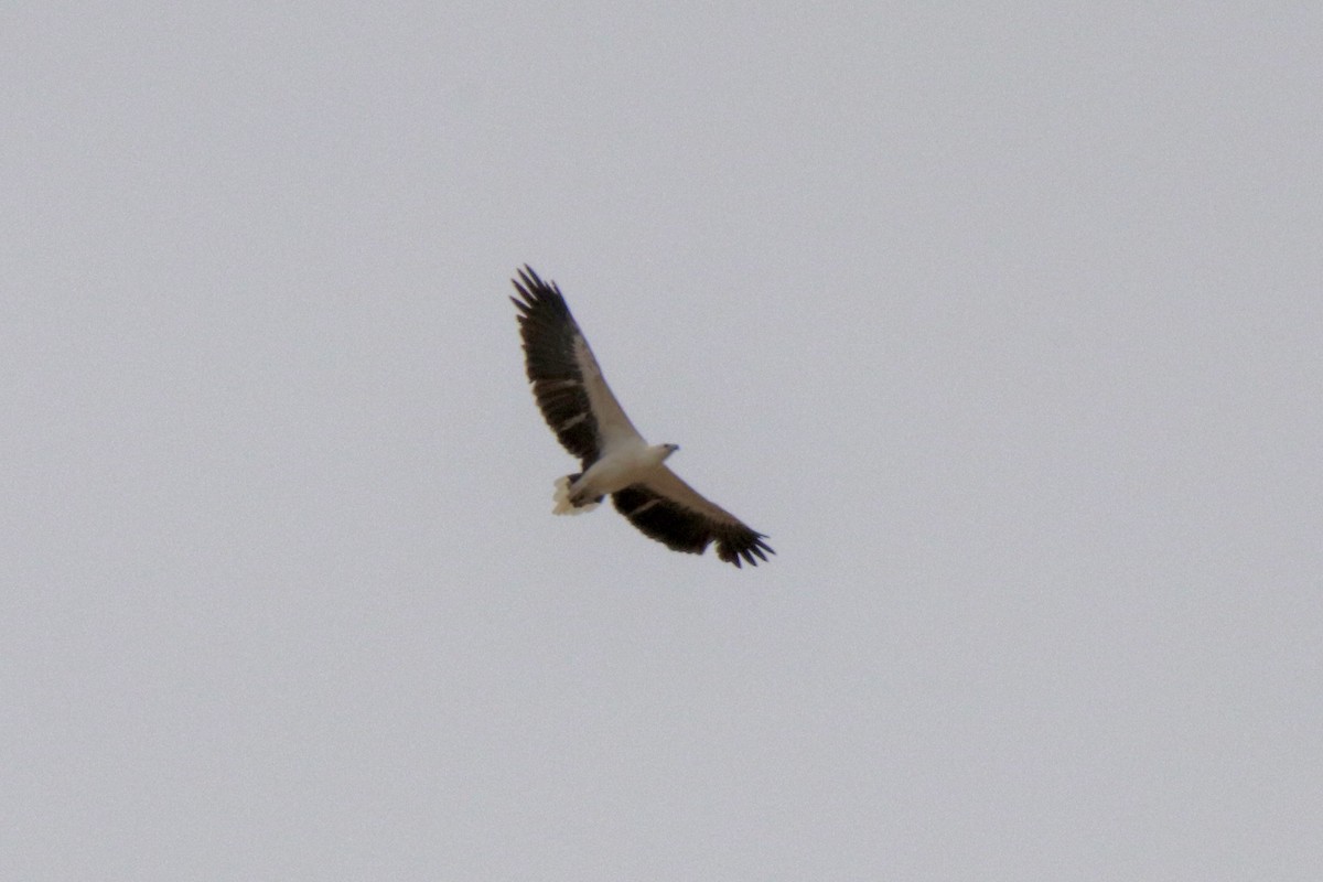 White-bellied Sea-Eagle - Ross Brown