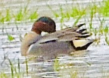 Green-winged Teal - ML427837531