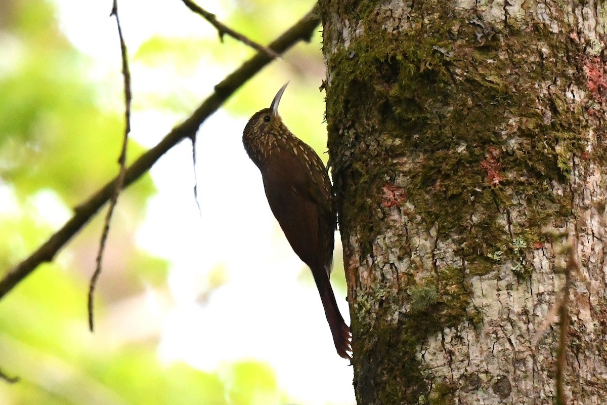 Spot-crowned Woodcreeper (Northern) - ML427837951
