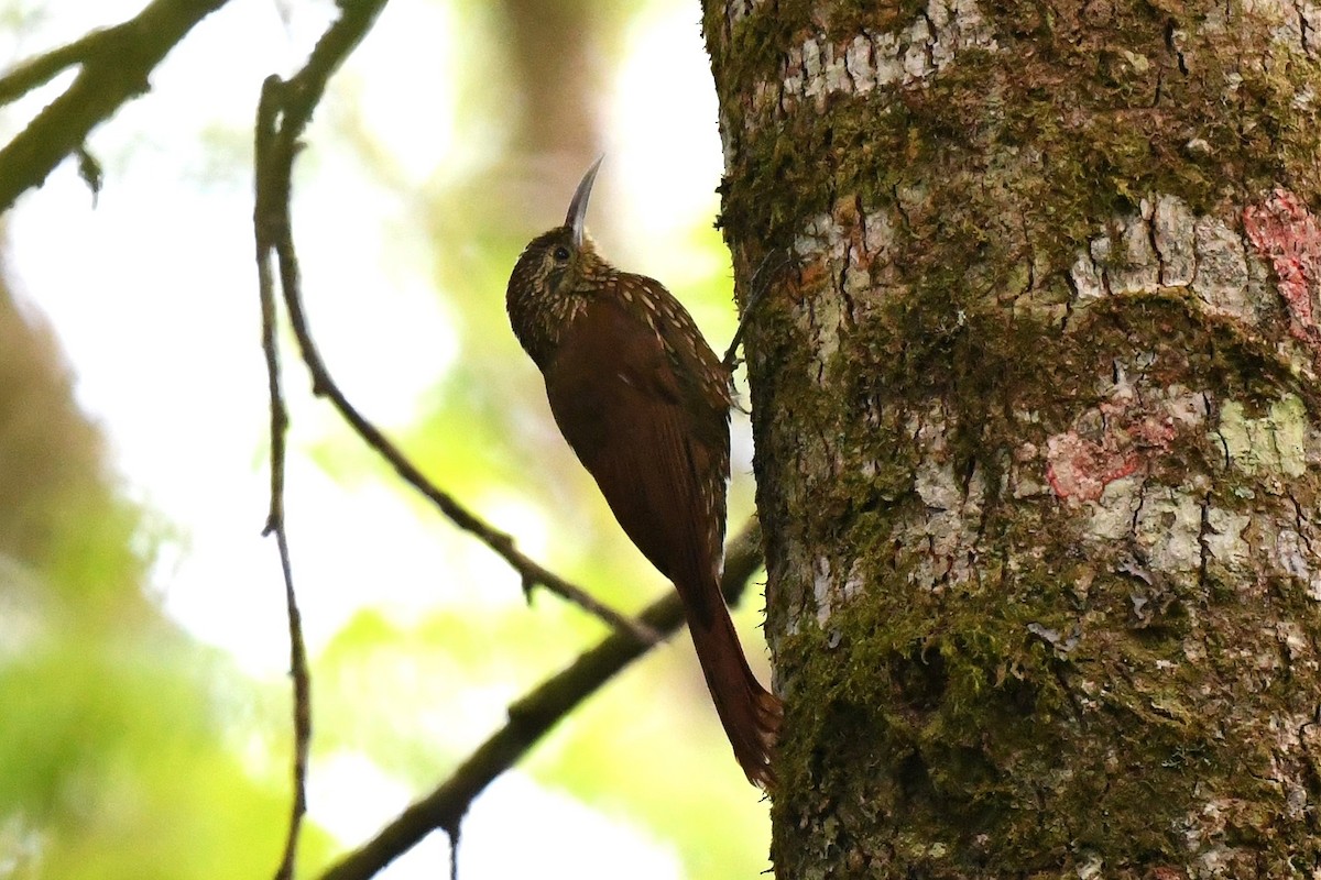 Spot-crowned Woodcreeper (Northern) - ML427837961