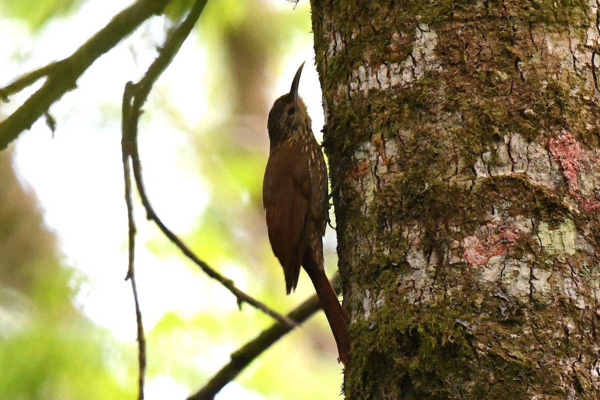 Spot-crowned Woodcreeper (Northern) - ML427837971