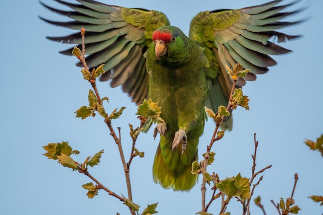 Red-crowned Parrot having suspended the Second Prebasic Molt.&nbsp; - Red-crowned Parrot - 