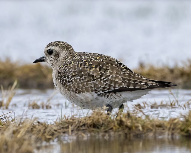 Formative American Golden-Plover. - American Golden-Plover - 