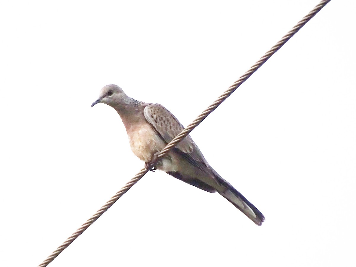 Spotted Dove - ML427846121