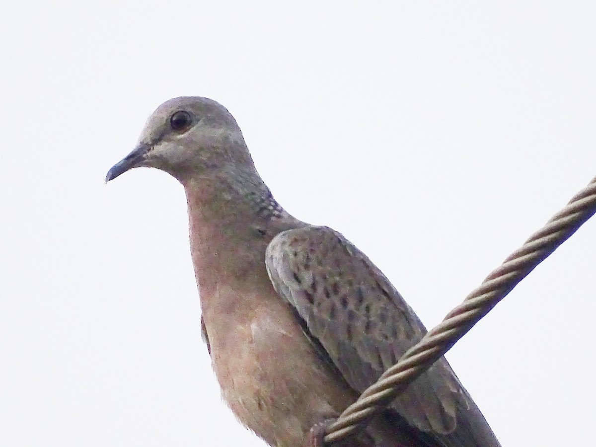 Spotted Dove - ML427846221