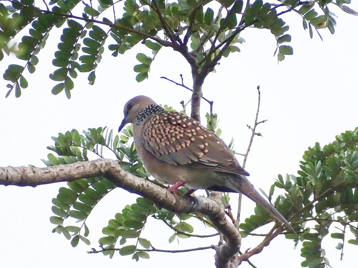 Spotted Dove - ML427846231