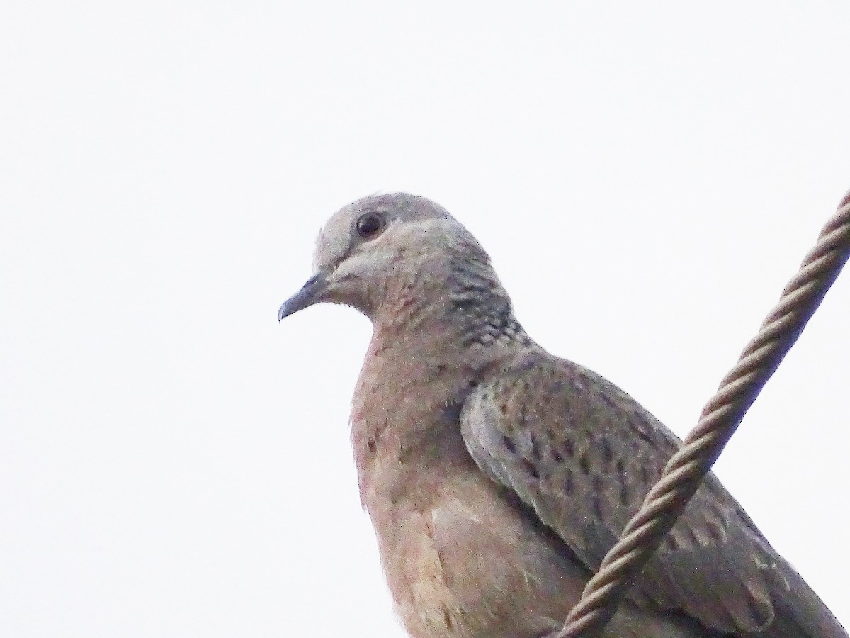 Spotted Dove - ML427846251