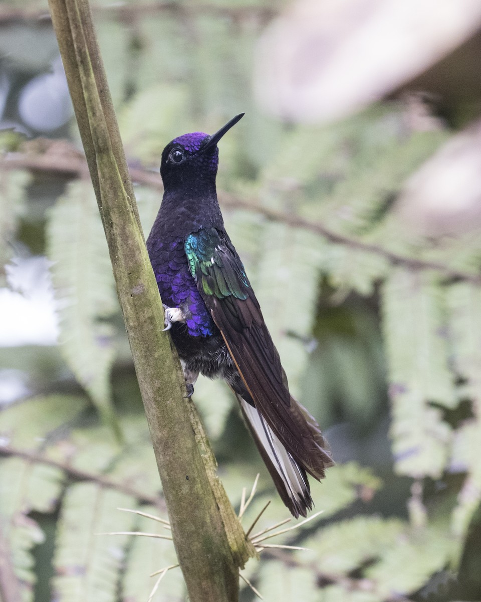 kolibřík hyacintový - ML427846411