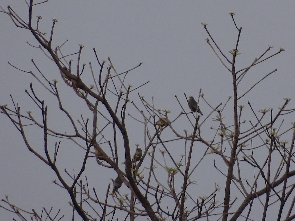 Chestnut-tailed Starling - Sakthi Chinnakannu