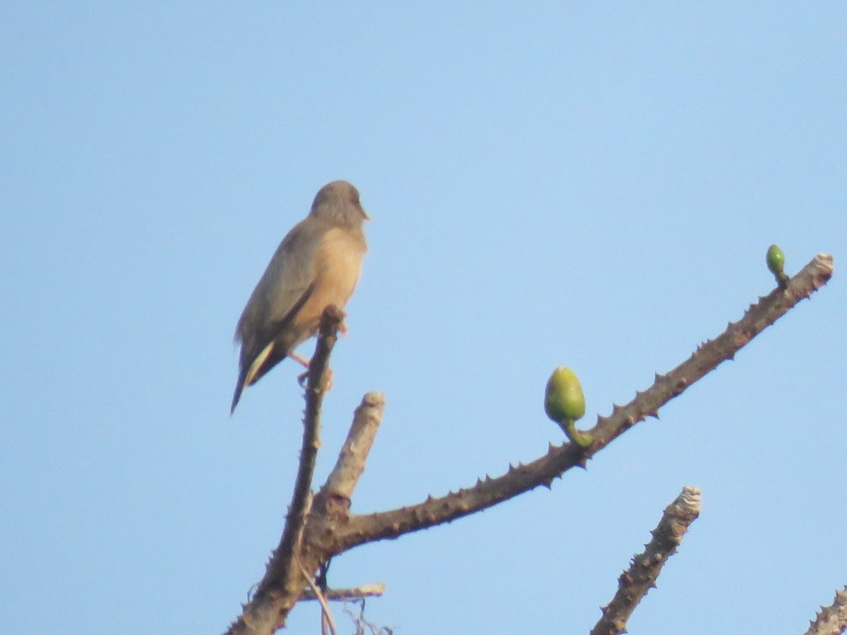 Chestnut-tailed Starling - ML427850221