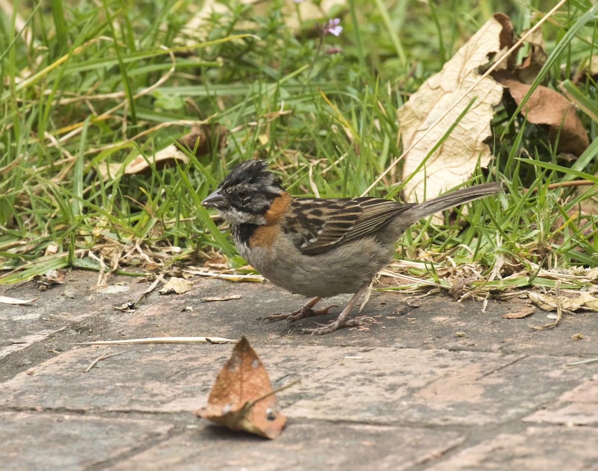 Rufous-collared Sparrow - Marie Lister