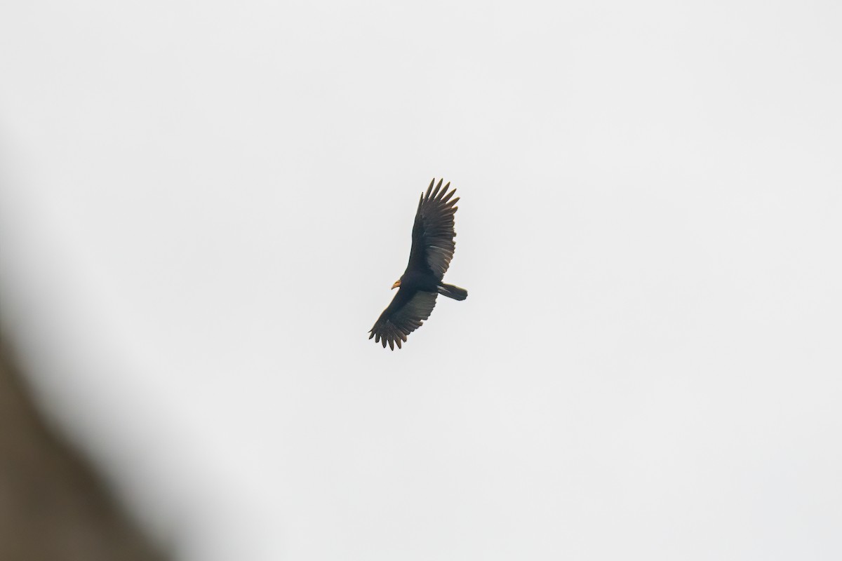 Greater Yellow-headed Vulture - ML427860231