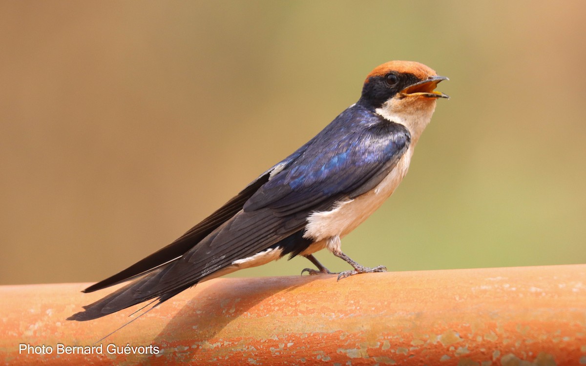Wire-tailed Swallow - ML427860681