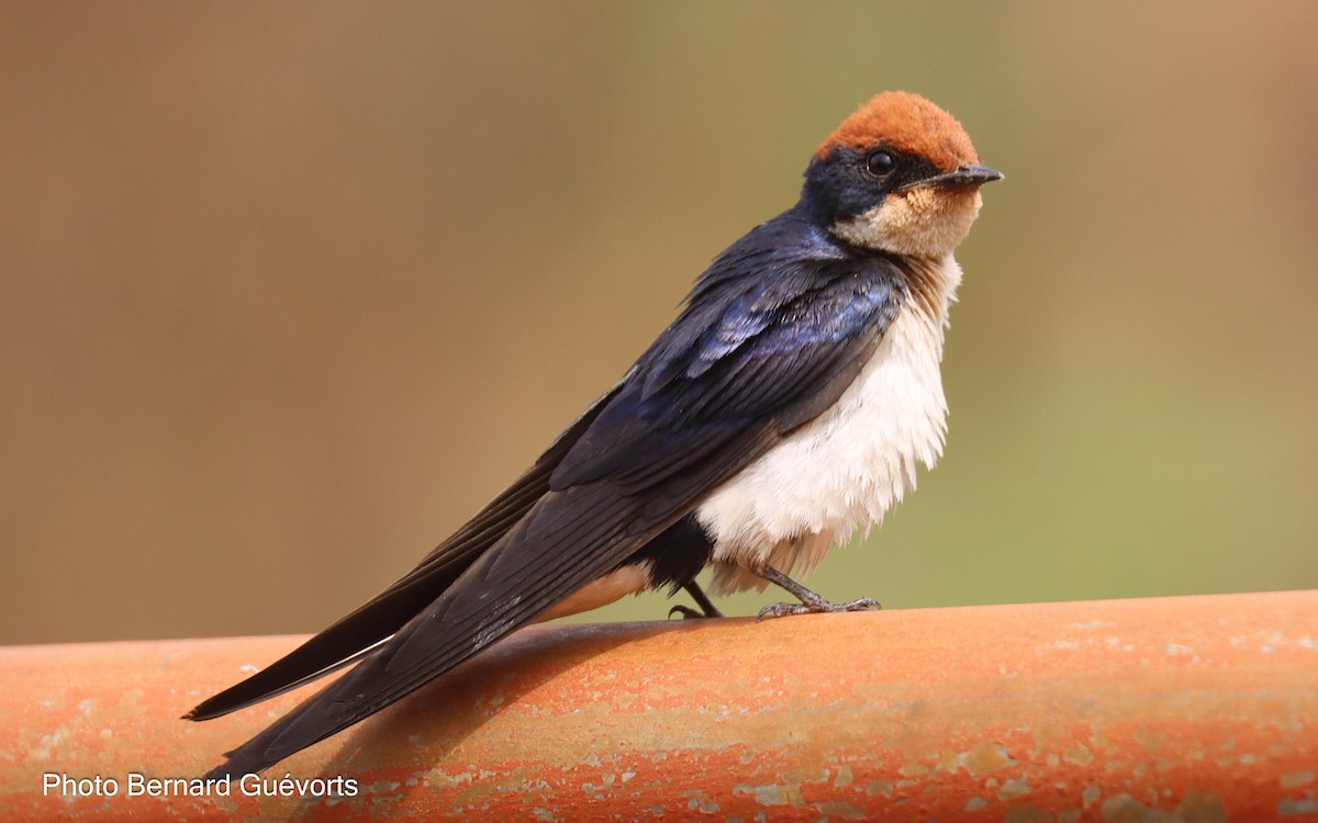 Wire-tailed Swallow - Bernard Guevorts