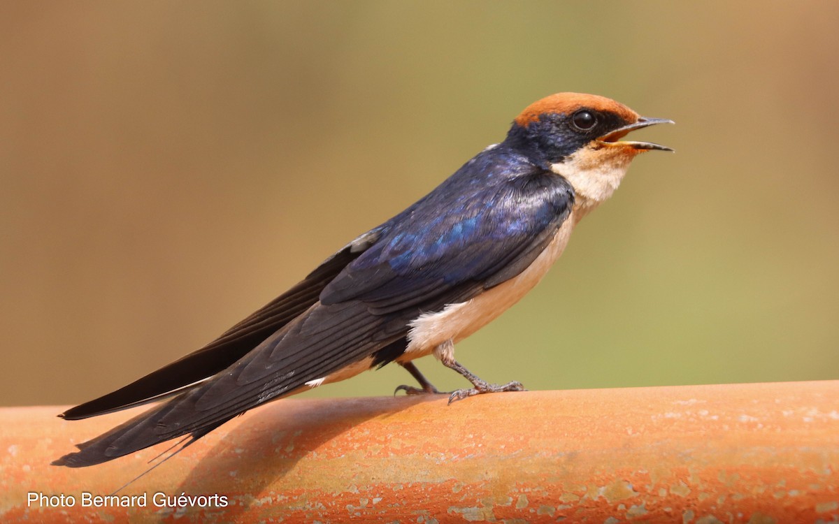 Wire-tailed Swallow - ML427860711